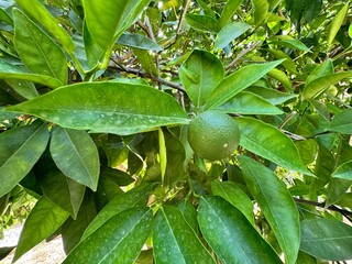 Green Bodrum Tangerine on branch close up detailed shot. Close up unripe green bodrum tangerine. Citrus deliciosa, thorny (Australia), amarillo, beladi, Willowleaf Mandarin, Mediterranean Mandarin.
