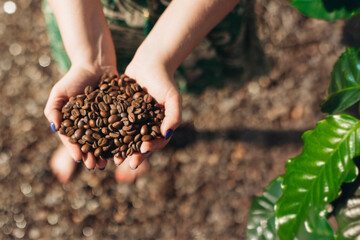 Coffee beans in hands, blurred background