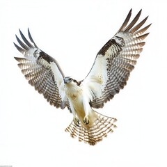 Image of a small tit bird with outstretched wings and fluffed feathers, set against a white, isolated background