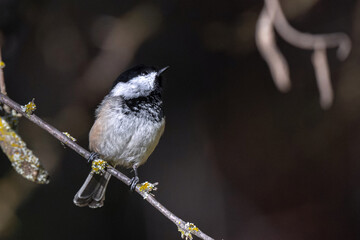 Black-capped Chickadee (Poecile atricapillus) on a Twig Searching for Food