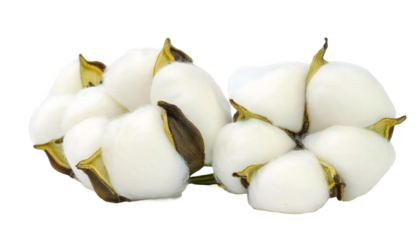 Cotton bolls with soft, white fibers and natural golden-brown stems. Ideal for themes involving textiles, natural materials, farming and organic products. PNG white transparent background