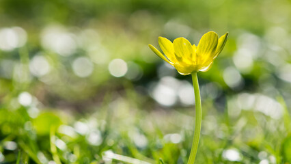 wild flowers, yellow natural flower photos