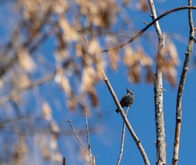 European Starling perched in winter