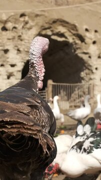 Turkey proudly strutting and displaying its vibrant plumage on a picturesque farm