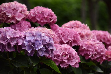 Purple Hydrangea in the garden