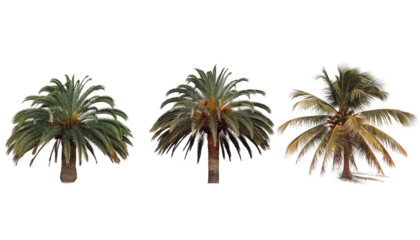 palm tree isolated on white background