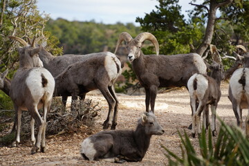 Naklejka premium Big horn sheep