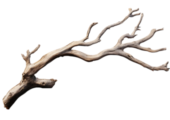 Dry branch of a tree isolated on transparent background