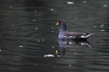 A water hen by the pond