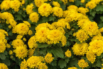 Chrysanthemum Multiflora, a summer green perennial