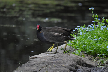 A water hen by the pond