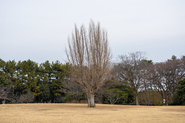 Grounds of Nagoya Castle Park in Nagoya, Japan, built by shogun Tokugawa Ieyasu