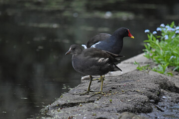 A water hen by the pond