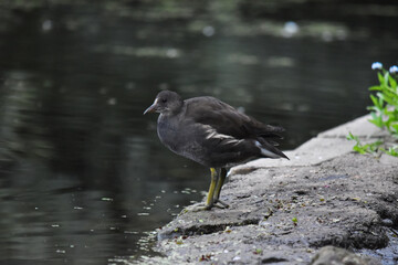 A water hen by the pond