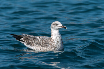An young yellow-legged gull (Larus michahellis) rests on the water