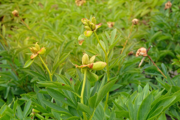 Peony seeds on a green flower bush. Perennial ornamental plant. Cottage garden. Sunny.