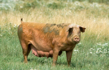 Porc, truie, Cochon, Sus domesticus
