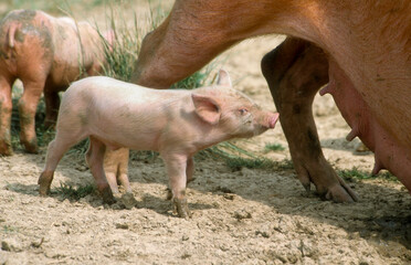 Porc, truie, Cochon, porcelet, Sus domesticus © JAG IMAGES