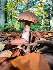 Spotkaj mnie w lesie/ Meet Me in the Woodland