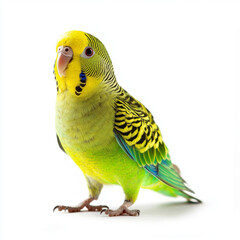 Fototapeta premium Parakeet portrait isolated on a transparent background