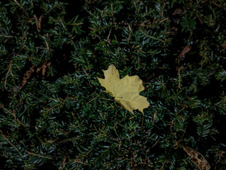 A fallen Yellow Maple tree on a hedge, Edinburgh, Scotland, United Kingdom