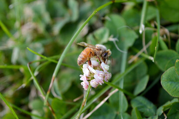 Honey time is always around the corner. 
