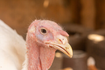 Closeup of Domestic Turkey Meleagris gallopavo Head with Natural Light