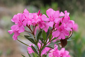 macro photos of various oleander flowers