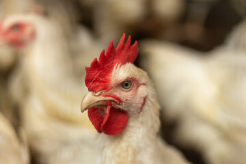Close-up of a Domestic Broiler Chicken Gallus gallus domesticus with Red Comb