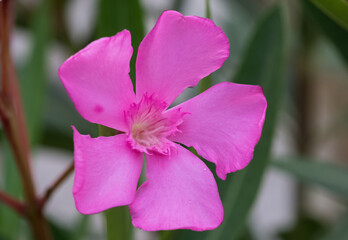 macro photos of various oleander flowers