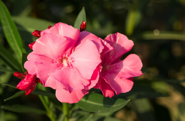 macro photos of various oleander flowers