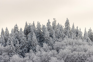A group of tall and majestic spruce trees covered in a thick layer of snow. The trees are covered in a pure white coat, their branches laden with fluffy snow, adding to the winter atmosphere.