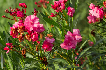 macro photos of various oleander flowers