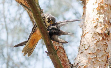 spotted woodpecker