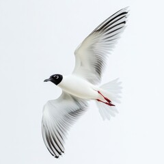 Obraz premium Solitary bird on white