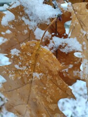 Brown dry Oak leaves covered with snow