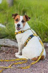 A Jack Russell Terrier dog in a beautiful harness in the park