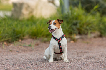 A Jack Russell Terrier dog in a beautiful harness in the park