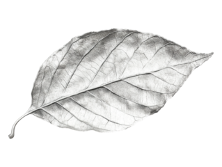 A silver leaf, isolated on a transparent background, perfect for nature, elegance, or decorative-themed designs.