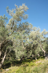 Sunlit olive trees in a Mediterranean grove on the island of Paxos in Greece. Ideal place for...