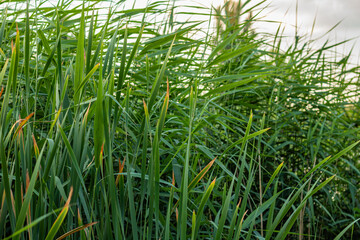 Fototapeta premium Dense green reeds with tall stems and pointed leaves swaying gently, creating a vibrant natural background.