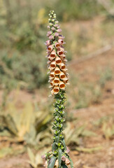 wild plants and flowers images. natural flower photos.