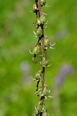 Creeping bellflower seed pods