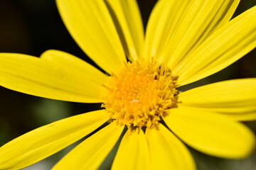 various garden flowers, various daisies