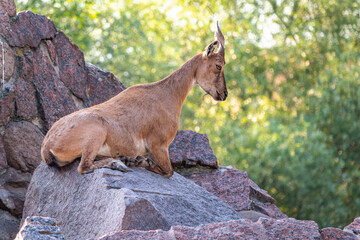Markhor female on the rock. Latin name - Capra falconeri. Wild goat native to Central Asia,...