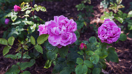 Rose Mademoiselle Annie Wood. Exquisite varieties of roses in the rose garden