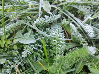 Frost covered green grass