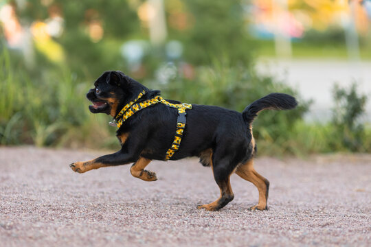 A Petit Brabanson dog in a beautiful harness in the park