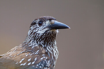 Spotted Nutcracker (Nucifraga caryocatactes) in the Netherlands