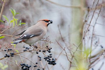 Bohemian waxwing (Bombycilla garrulus) on branch with berry, the Netherlands